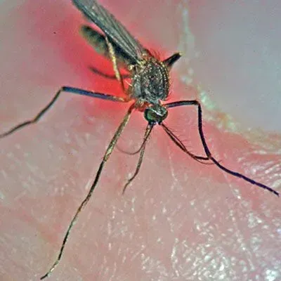 thumbnail for publication: Mosquito-Transmitted Highlands J Virus in Florida